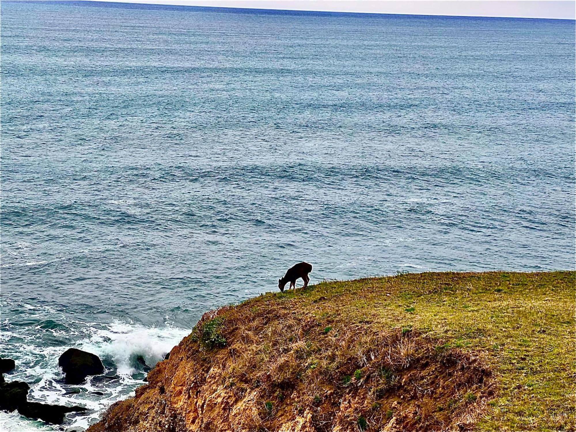Inn Of The Lost Coast Shelter Cove Экстерьер фото